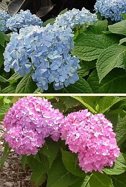 هورتانسیا یا ادریسی